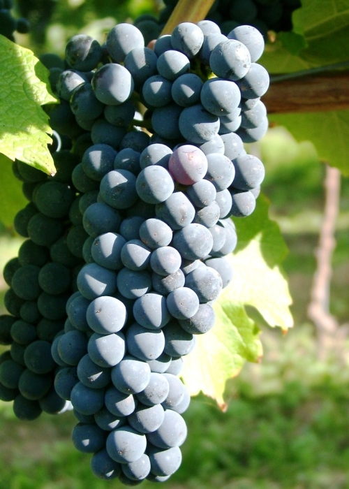 Cabernet Carol d